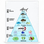 Food Pyramid in the Lake
